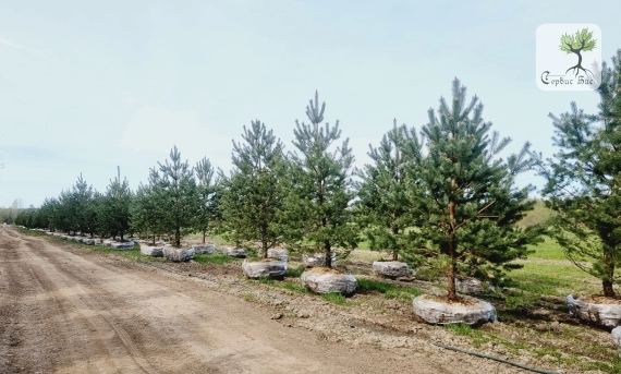 Крупномерные деревья из питомника в Ленинградской области